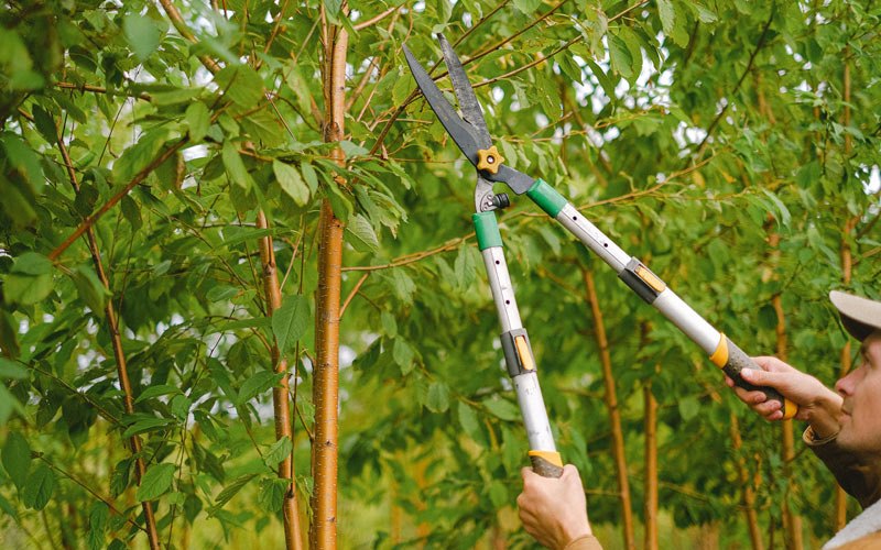 Tree trimming in Summitville, OH